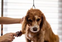 Keeping Your Home Pawsome: Top Cleaning Hacks for Pet Owners