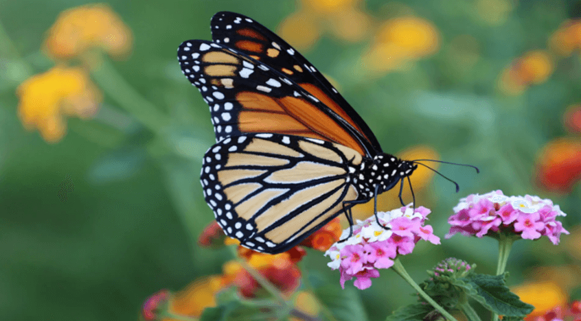 Clipart:0bwblgpul90= Monarch Butterfly