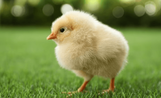 Clipart:4ipe4a1gu68= Chick