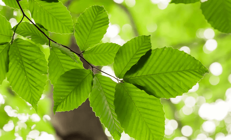 Clipart:5oesxuispmg= Leaves