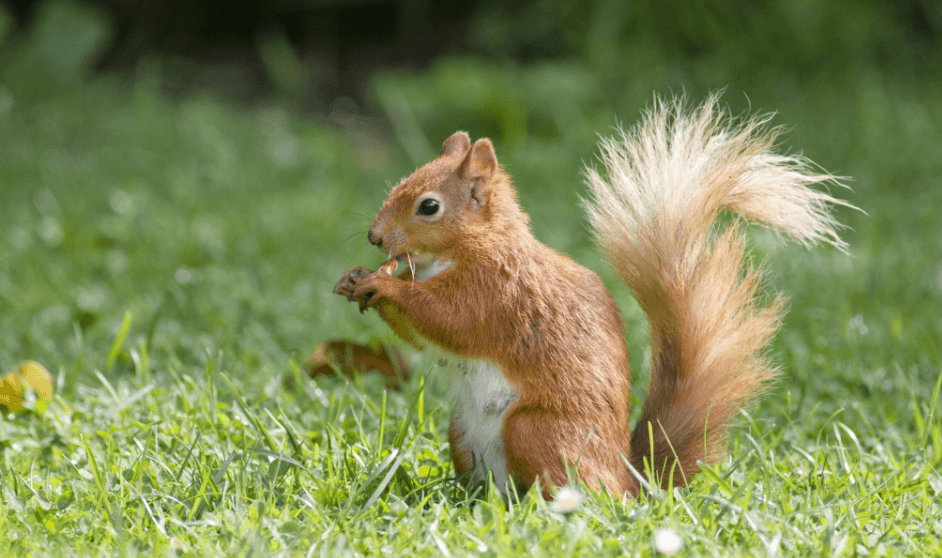 Clipart:9dqnf4gzxjm= Squirrel