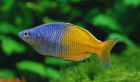 Clipart:_Glgiizyxtc= Rainbow Fish