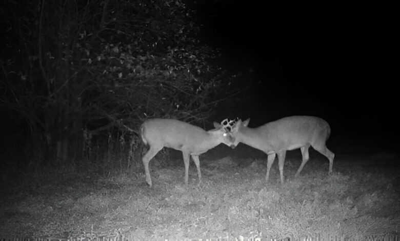 Night Vision Gear