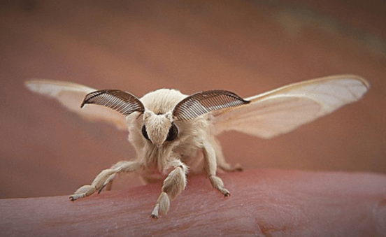 Cute:7l8vypzgluu= Silk Moth