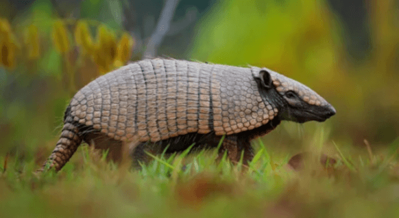 Cute:9cz6lge6wlg= Armadillo