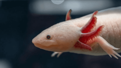 Cute:9hvtaqpxk5e= Axolotl