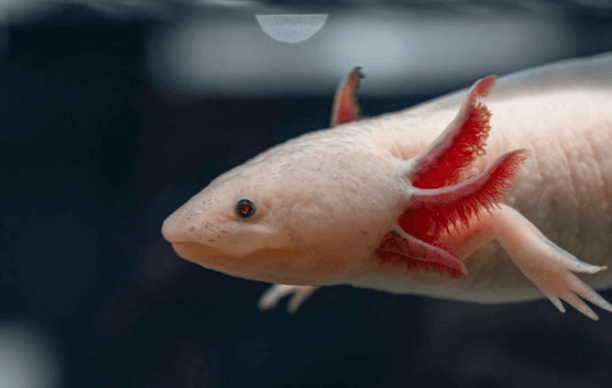 Cute:9hvtaqpxk5e= Axolotl