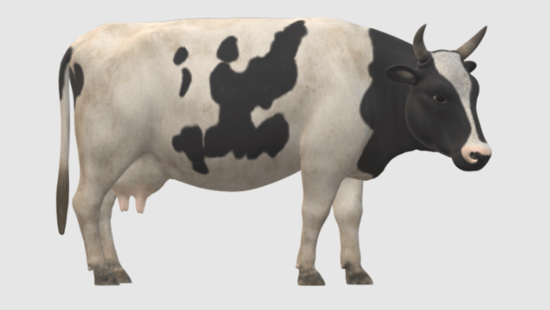 Transparent:1vkm04rvole= Cow