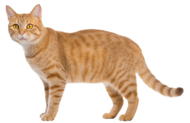 Transparent:6k5c7kbihli= Orange Cat