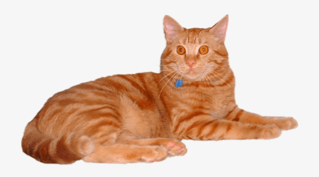 Transparent:6k5c7kbihli= Orange Cat