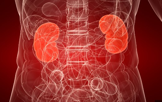 Kidneys