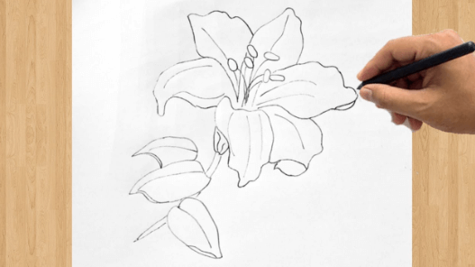 Drawing:3pto70pmpac= Orchid Flower