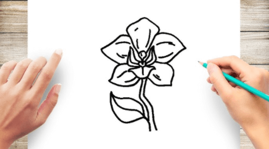 Drawing:3pto70pmpac= Orchid Flower