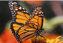 Clipart:0bwblgpul90= Monarch Butterfly