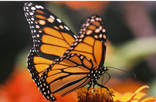 Clipart:0bwblgpul90= Monarch Butterfly