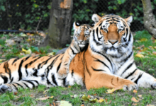 Clipart:10uq3lqth54= Tiger Images