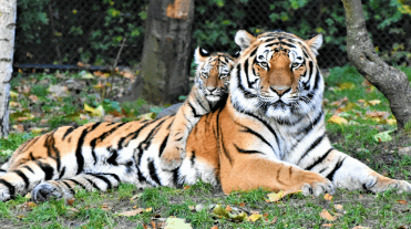 Clipart:10uq3lqth54= Tiger Images