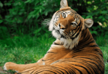 Clipart:10uq3lqth54= Realistic:Hwjsqg-8cv0= Tiger