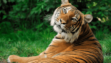 Clipart:10uq3lqth54= Realistic:Hwjsqg-8cv0= Tiger