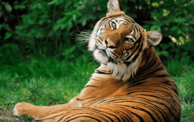 Clipart:10uq3lqth54= Realistic:Hwjsqg-8cv0= Tiger