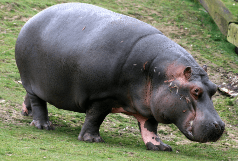 Clipart:Swxtqmxzkxi= Hippopotamus