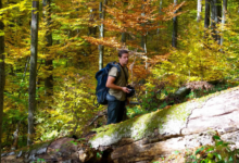 Nature Over Notifications: Why Wilderness and Woods Are the New Wellness Hotspots