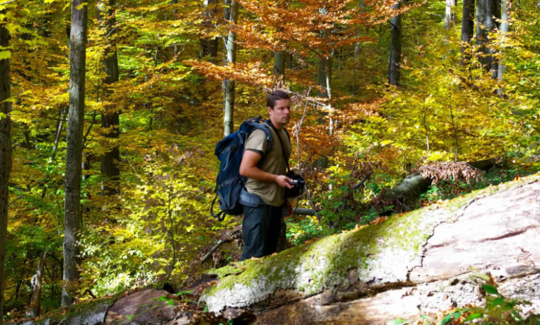 Nature Over Notifications: Why Wilderness and Woods Are the New Wellness Hotspots