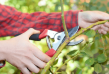 How to Dispose of Tree Branches in Springfield, MO (Complete Homeowner Guide)