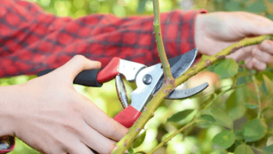 How to Dispose of Tree Branches in Springfield, MO (Complete Homeowner Guide)
