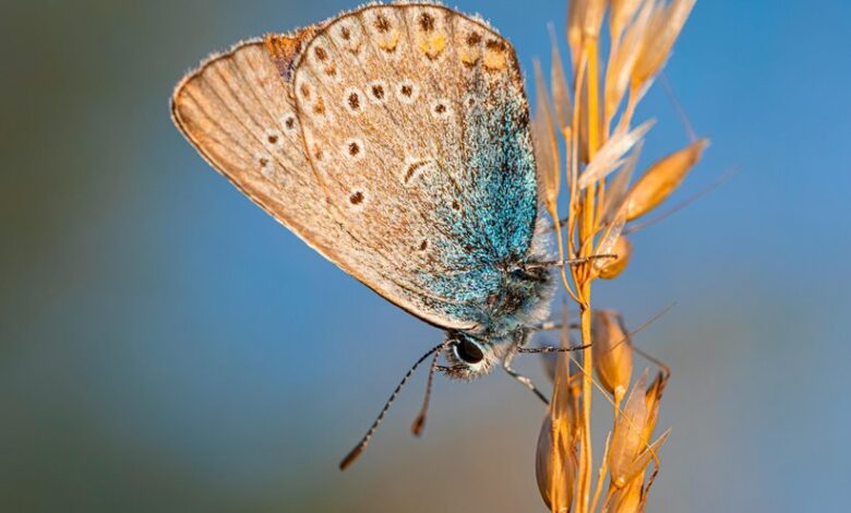 transmart project amanda furness email